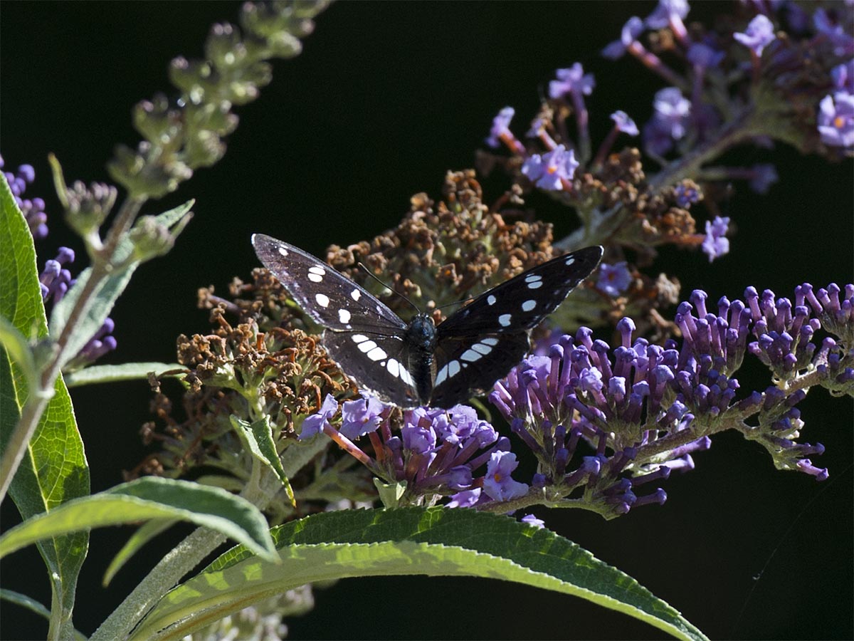 Lymenitis reducta